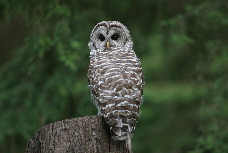 Trump Admin Eases Endangered Species Protections