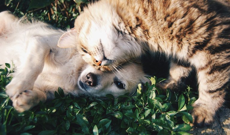 Tuscaloosa Metro Animal Shelter Needs Temporary Fosters