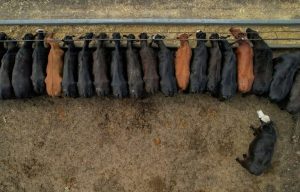 Us Beef Prices Remain High