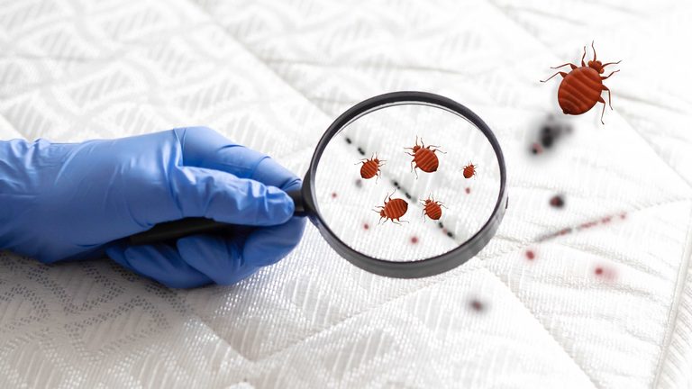 Us Cities With Highest Bed Bug Rates