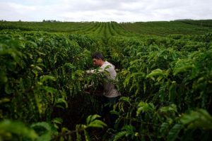 Us Coffee Industry Seeks Tariff Exemption