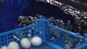 Us Mushroom Growers Claim Unfair Subsidies