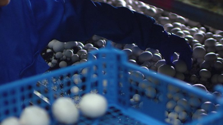 Us Mushroom Growers Claim Unfair Subsidies