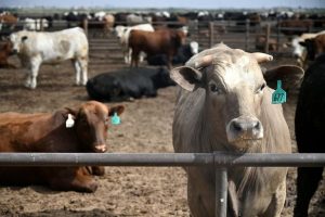 Usda Reports Unusually Large Beef Export Sales