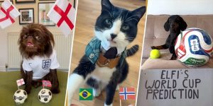 Viral Pets Predict World Cup Winners