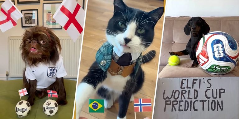 Viral Pets Predict World Cup Winners