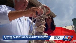 Volusia Flagler Oyster Gardens Expand