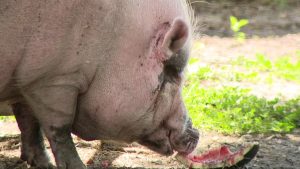 Waddles The Pig At Center Of Animal Cruelty Trial