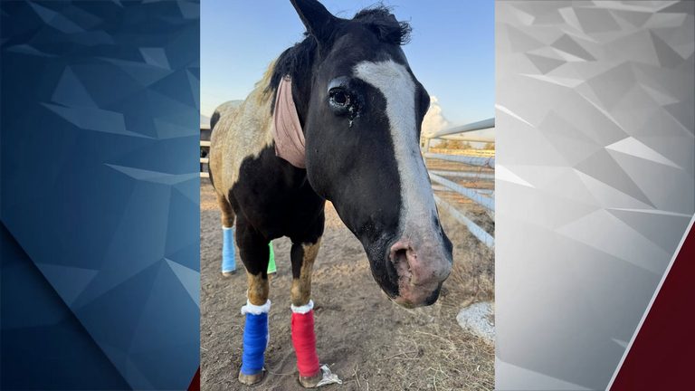 Warm Springs Animal Relief Fund Launched