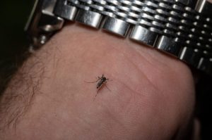 West Nile Virus Detected In Canyon County