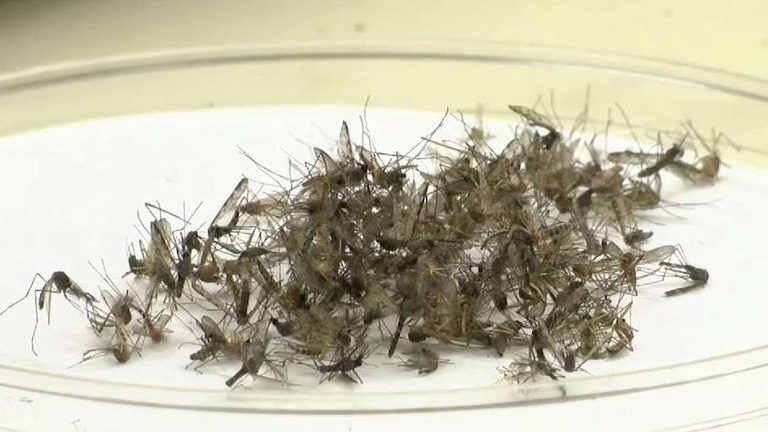 West Nile Virus Found In Connecticut Mosquito