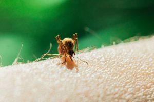 West Nile Virus Found In Tippecanoe County Mosquitoes