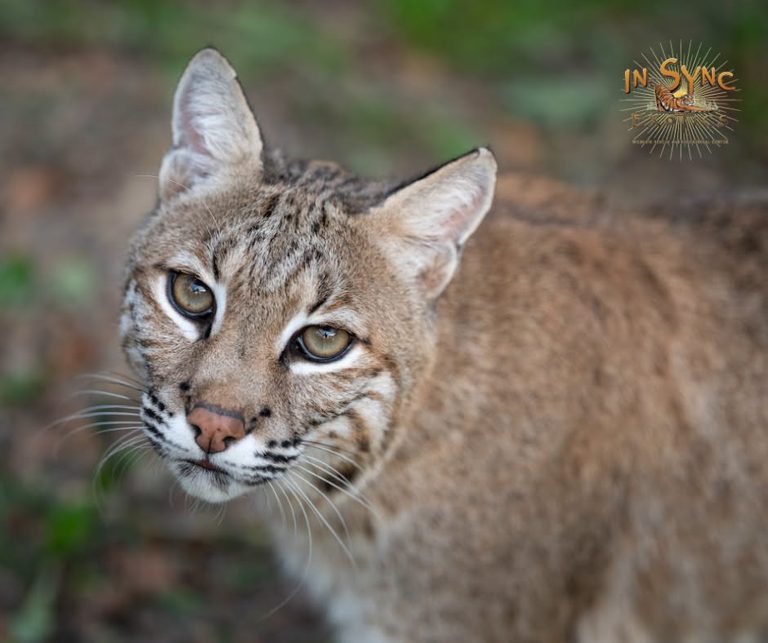 What To Do If You See A Bobcat In Your Neighborhood