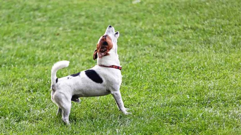 When To Get A New Dog After Losing A Pet