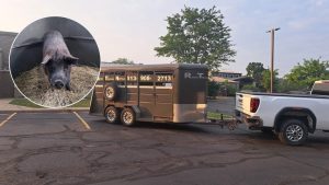 Wild Hog Finds New Home