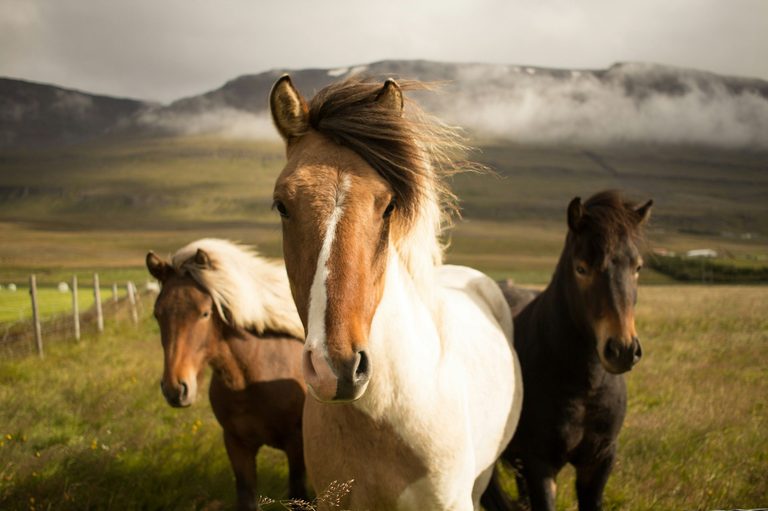 Wild Horse Adoption Event