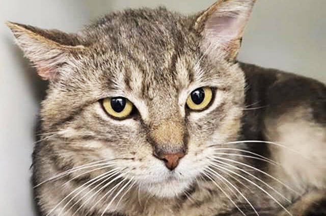 Wildlife Blamed For Cat Deaths In South King County