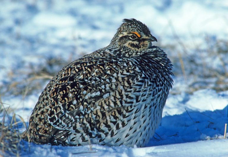 Wisconsin Closes Sharp Tailed Grouse Hunting Season