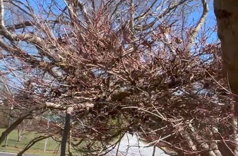Witch S Broom Anomaly Found In Lubbock