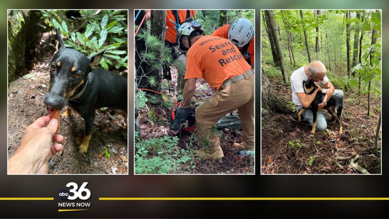 Wolfe County Rescue Team Saves Stranded Dog