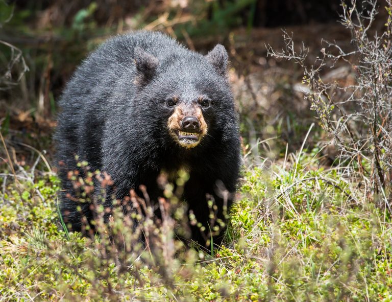 Wyoming Bear Encounters Safety Tips