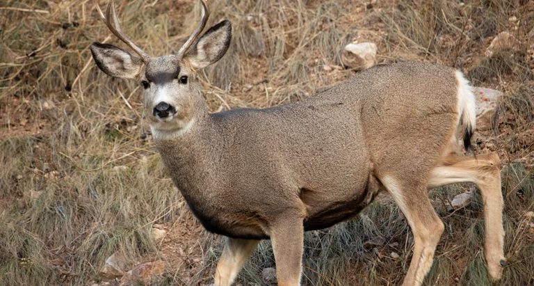 Wyoming Game And Fish Commission Approves Proposals