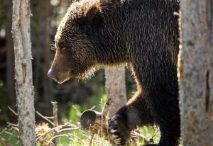Wyoming Game And Fish Relocate Grizzly Bear