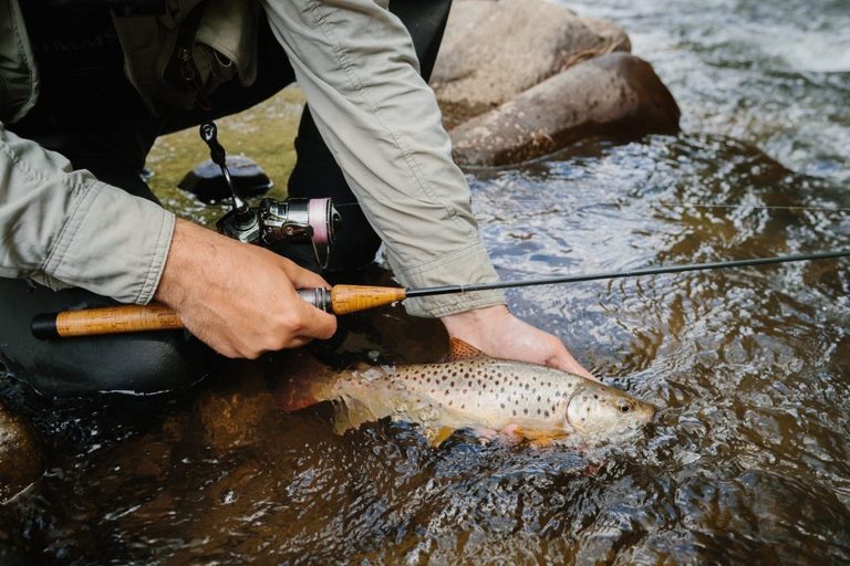 Wyoming Game And Fish Requests Voluntary Trout Fishing Pause