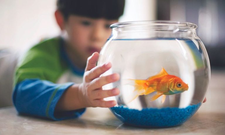 Wyoming Game And Fish Warn Against Releasing Pet Fish