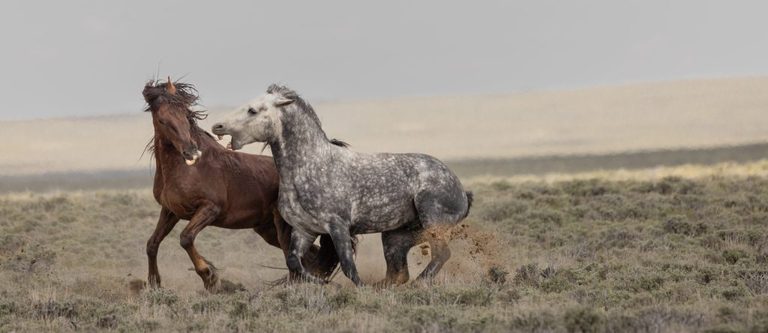 Wyoming Home Of The Horse