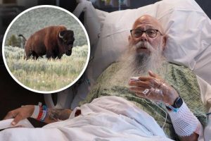 Yellowstone Bison Attack