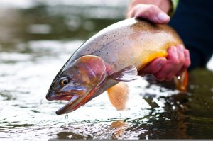 Yellowstone Limits Fishing Hours