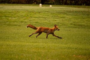 Yellowstone S Hidden Mammal Species