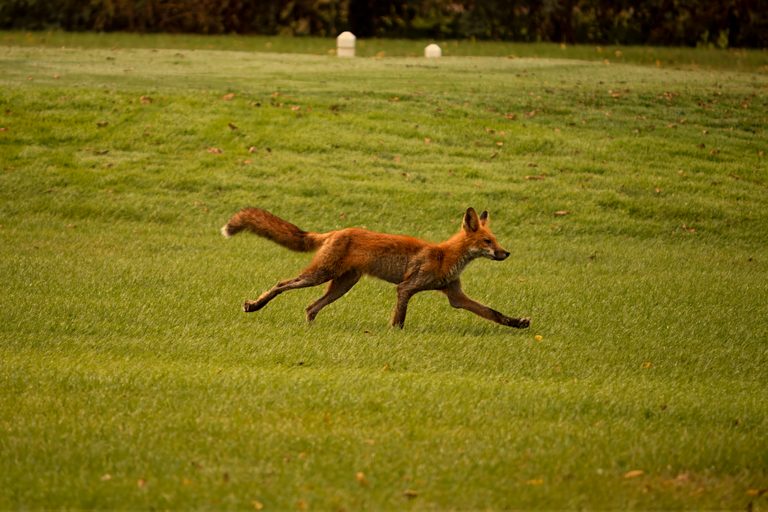 Yellowstone S Hidden Mammal Species