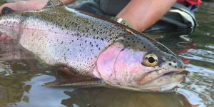 Yellowstone Temporarily Closes Fishing