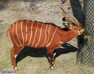 Virginia Zoo Marks a Magnificent Milestone: 125 Years Serving Norfolk