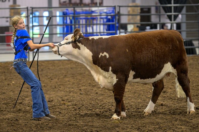 12 Year Old Showcases Cattle At Ozark Empire Fair