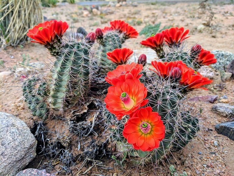 Castner Range National Monument — El Paso