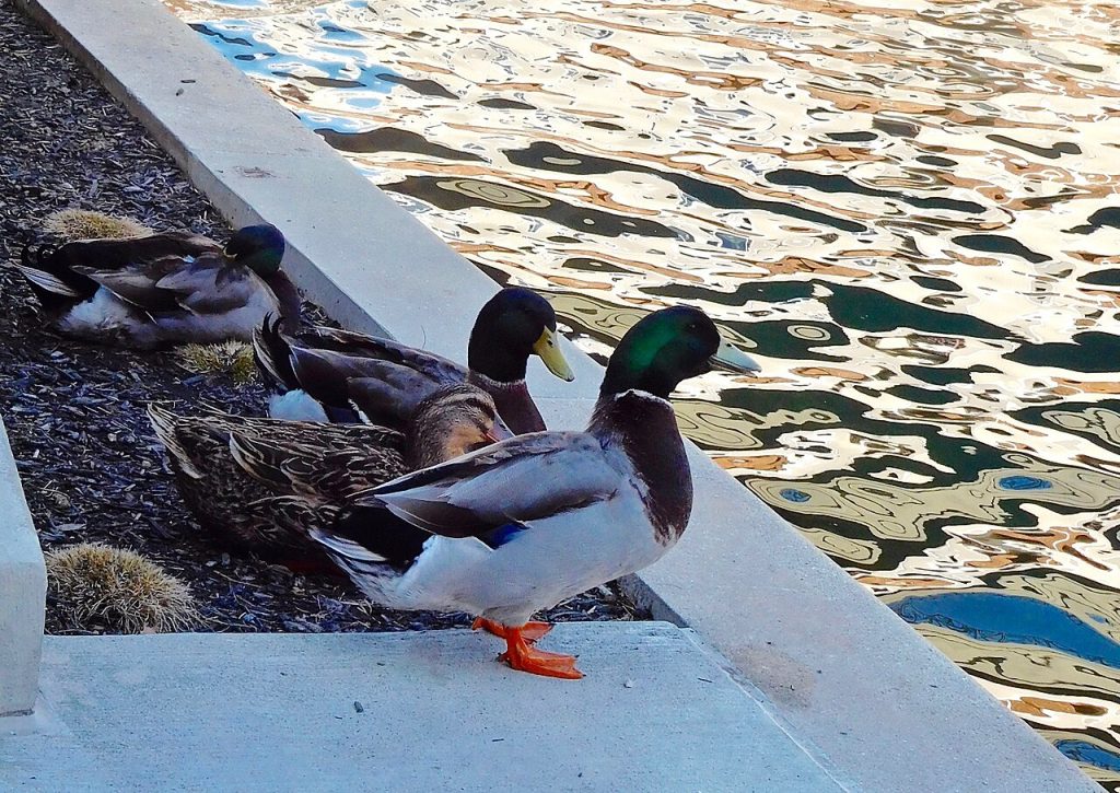 Pinheads — Indianapolis