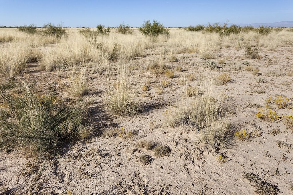 Las Cruces Nature Center — Las Cruces