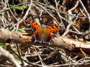 Cedar Ridge Preserve — Dallas