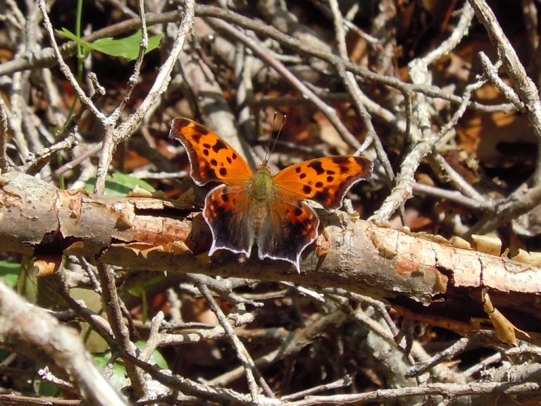 Cedar Ridge Preserve — Dallas