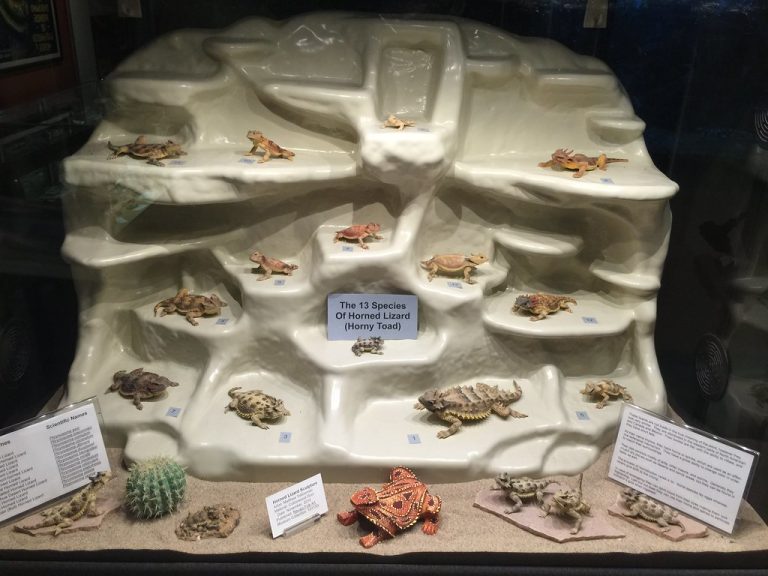 American International Rattlesnake Museum — Albuquerque