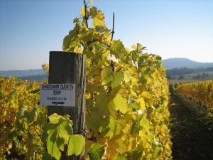 Bethel Heights Vineyard — Salem