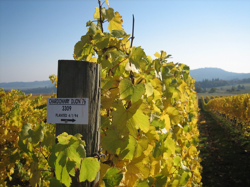 Bethel Heights Vineyard — Salem