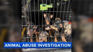 24 Dogs Rescued From Unsanitary Conditions In Ewing Township Mercer County
