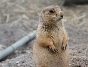 Virginia Zoo — Norfolk