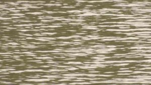 3 Rescued Off Cape Cod Beach