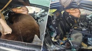 300 Pound Black Bear Dies After Breaking Into Unlocked Car In Colorado Springs