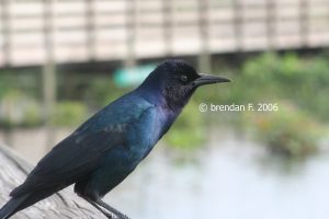 Wakodahatchee Wetlands — West Palm Beach